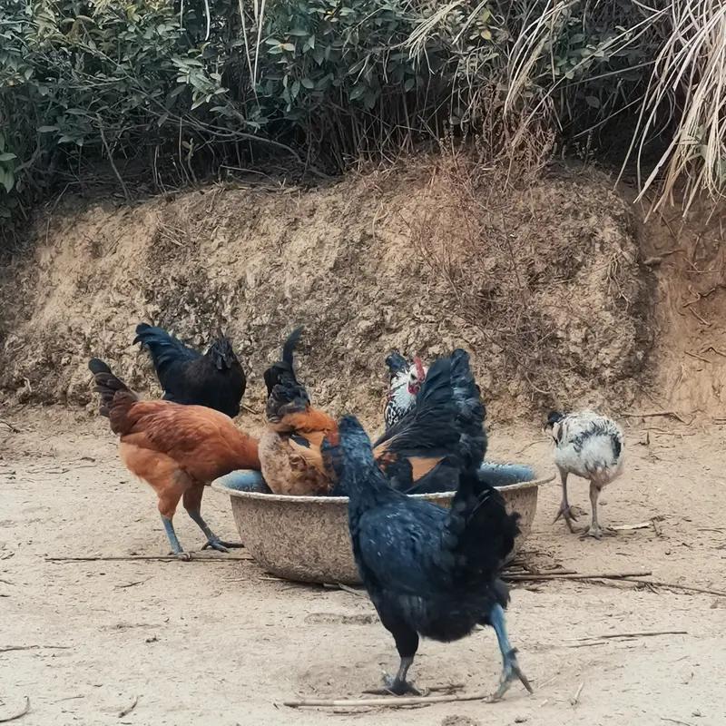 搞种养这行，我深有体会。我自己搞了6年，深知其中的艰辛。就说种果树吧，从树苗种下