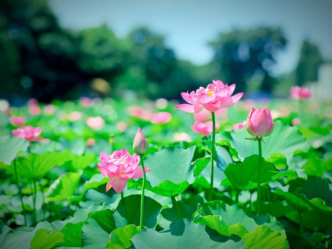 散文‖莲花的风骨

人有人性，花有花品。世间百花艳，唯莲自芳洁。静静绽放于水塘中