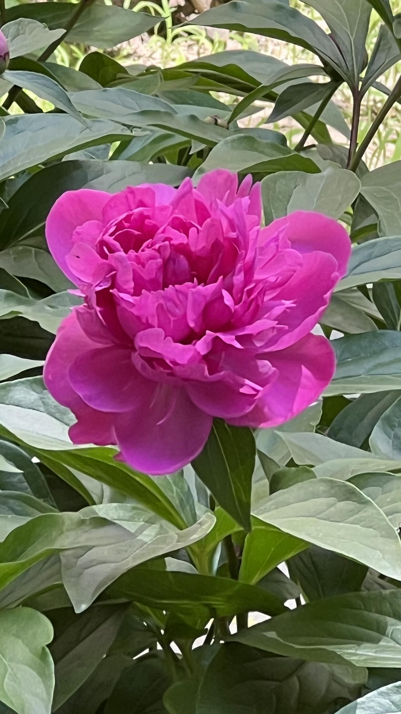 分享你手机中的花花草草