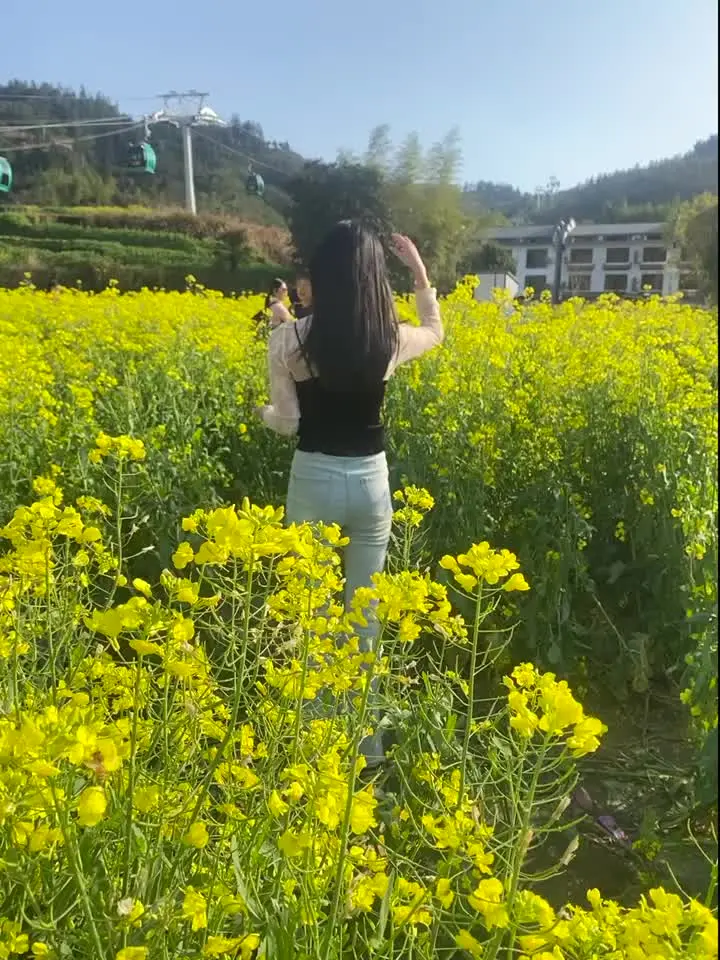 油菜花开了 油菜花