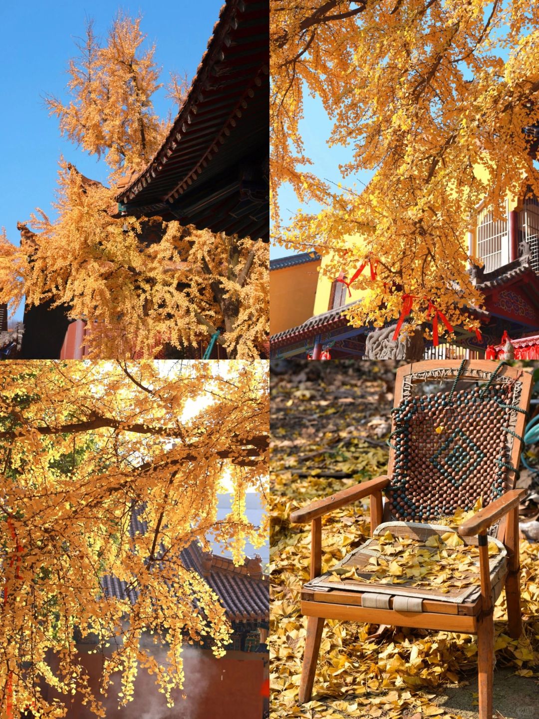 武汉银杏最全赏秋地图❗9个绝美赏秋地美爆