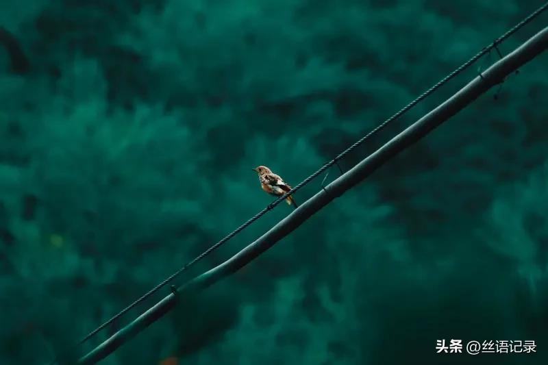 雨过天晴鸟欢鸣
空气清新呼吸畅
大街小巷各自忙
收入计划自思量