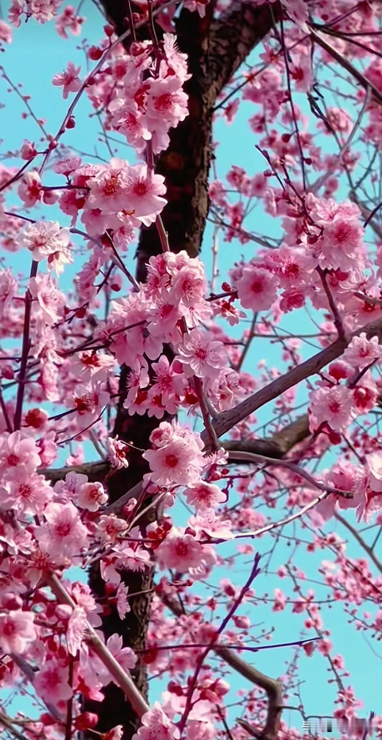 蓝天为底，粉梅满枝，每一朵花都历经霜雪洗礼，才拥有此刻的明媚。人生路上的坎坷磨难