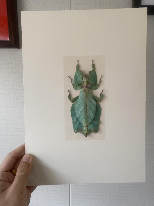 超美的一只叶子虫