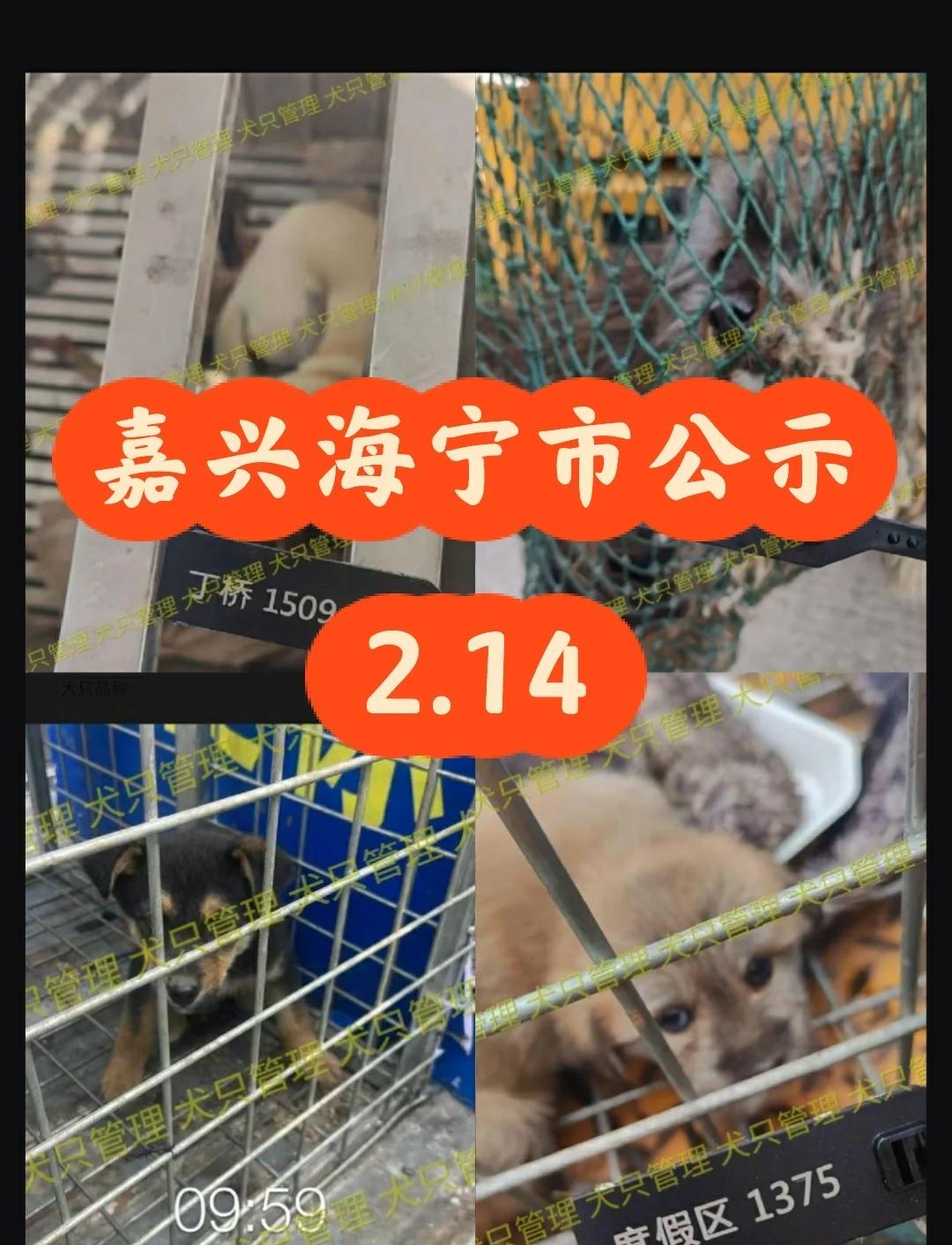 浙江浙里办(海宁)2026.2.14日收容犬只
海宁寻狗  很多狗崽可怜了，绝了