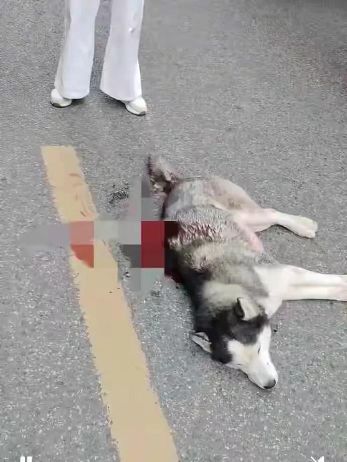 真的不怪店主！

成都一哈士奇在绿化带撒尿，被店主砍伤，最后哈士奇不治而亡，随后