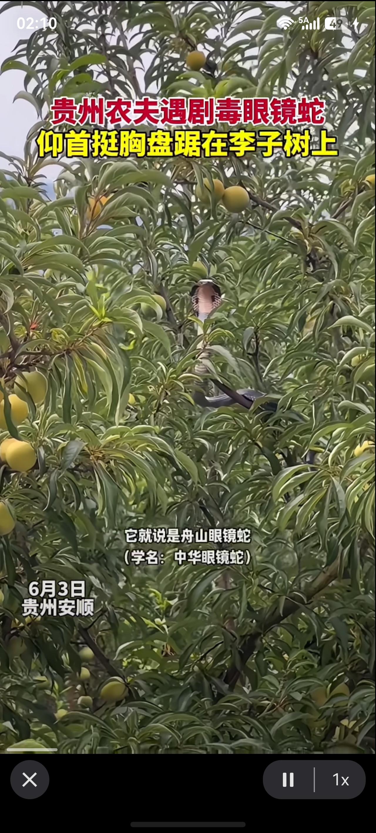 贵州农夫遇剧毒眼镜蛇，昂首挺胸盘踞在李子树上 ！不仔细看还看不到，万一没留意就完
