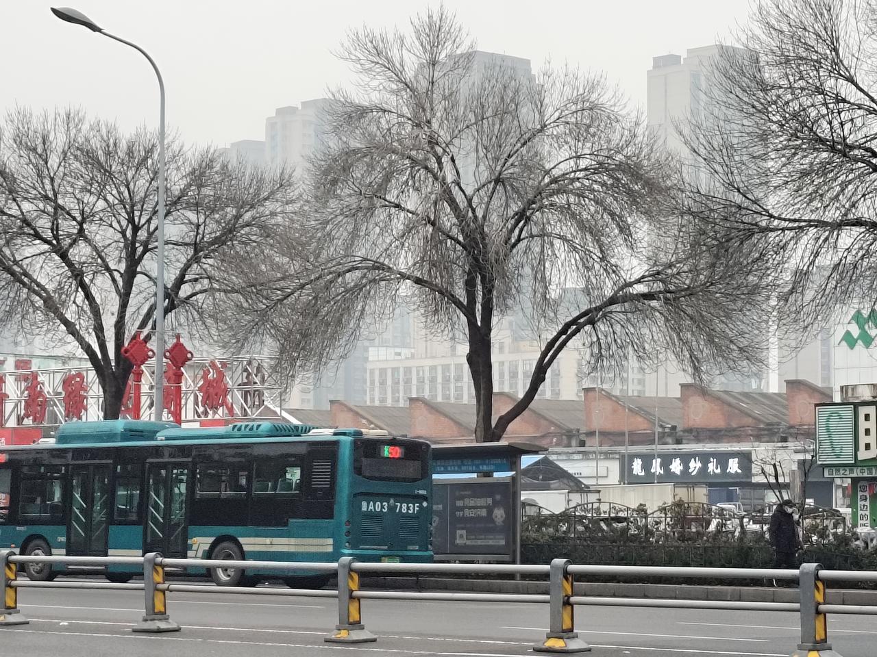 济南济洛路两旁，从往绿色的大树，树叶已被寒风吹落。隔离带中的花草也没有了以往的朝