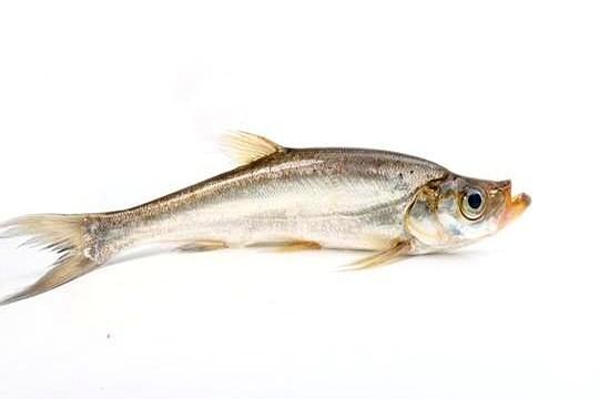 你花398块买的钓鱼小药，撕开包装一看，就是2块钱的草莓香精。
 
人家管这叫“