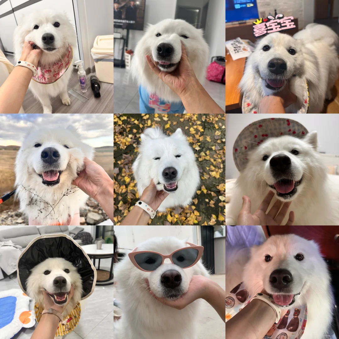 吾之犬，萌萌乎 狗愈大，眼愈小