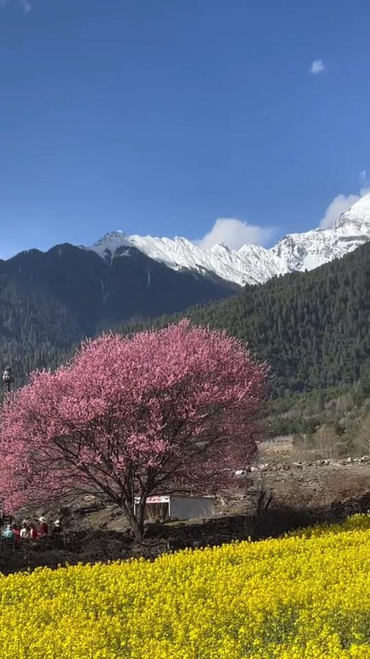 林芝桃花虽美，但一定要来对时间……