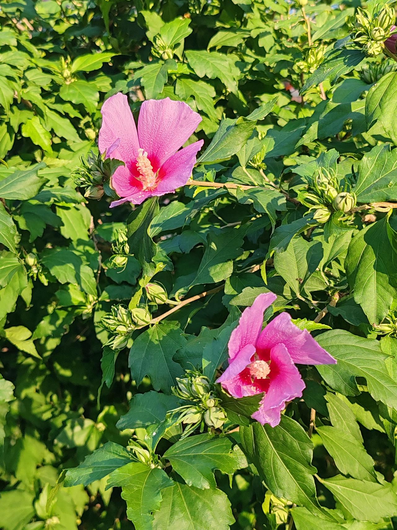 相册里的花花草草今天在路边走着，忽然一树红映入眼帘，原来是今年的木槿花开了。《木