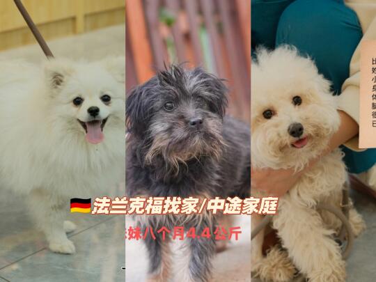 🇩🇪法兰克福｜狗狗找领养