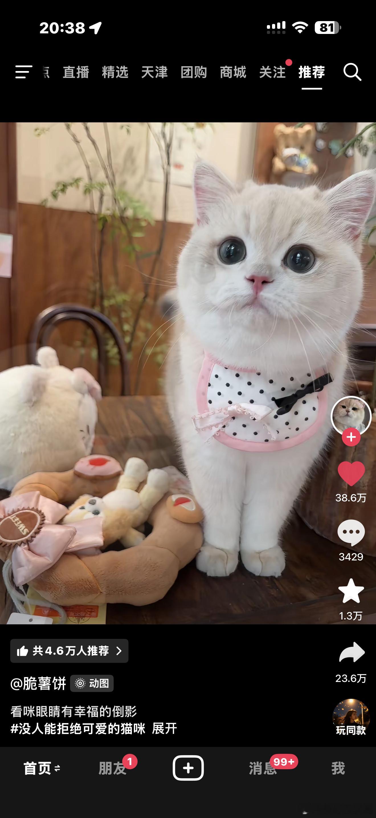 好美萌的猫🥺 