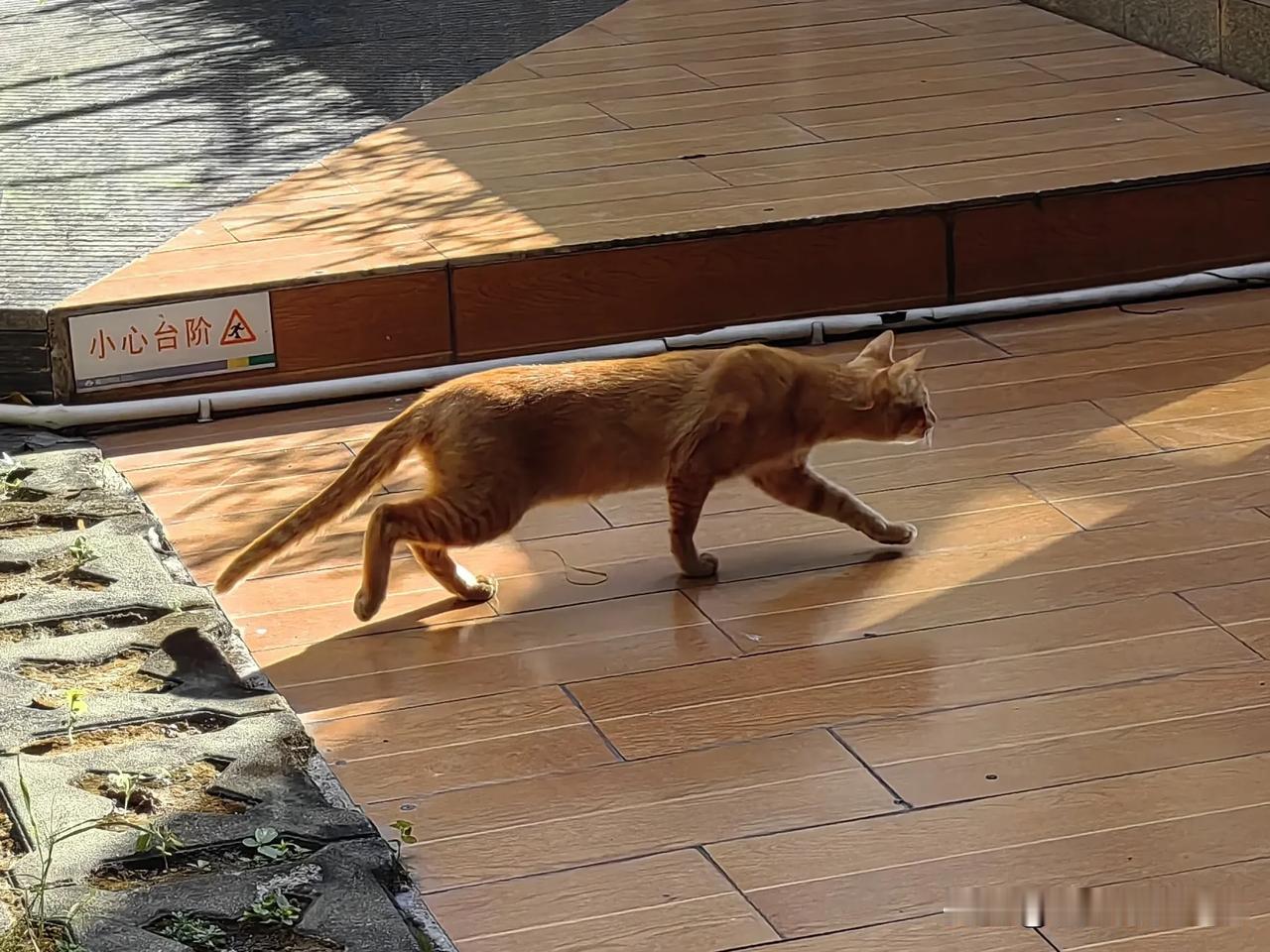 #晒一晒你手机里猫的照片#