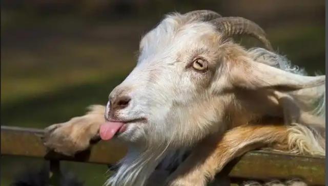 1959年，科隆群岛上的几个渔民，将一公两母3只山羊遗忘在了岛上。却没想到看似一