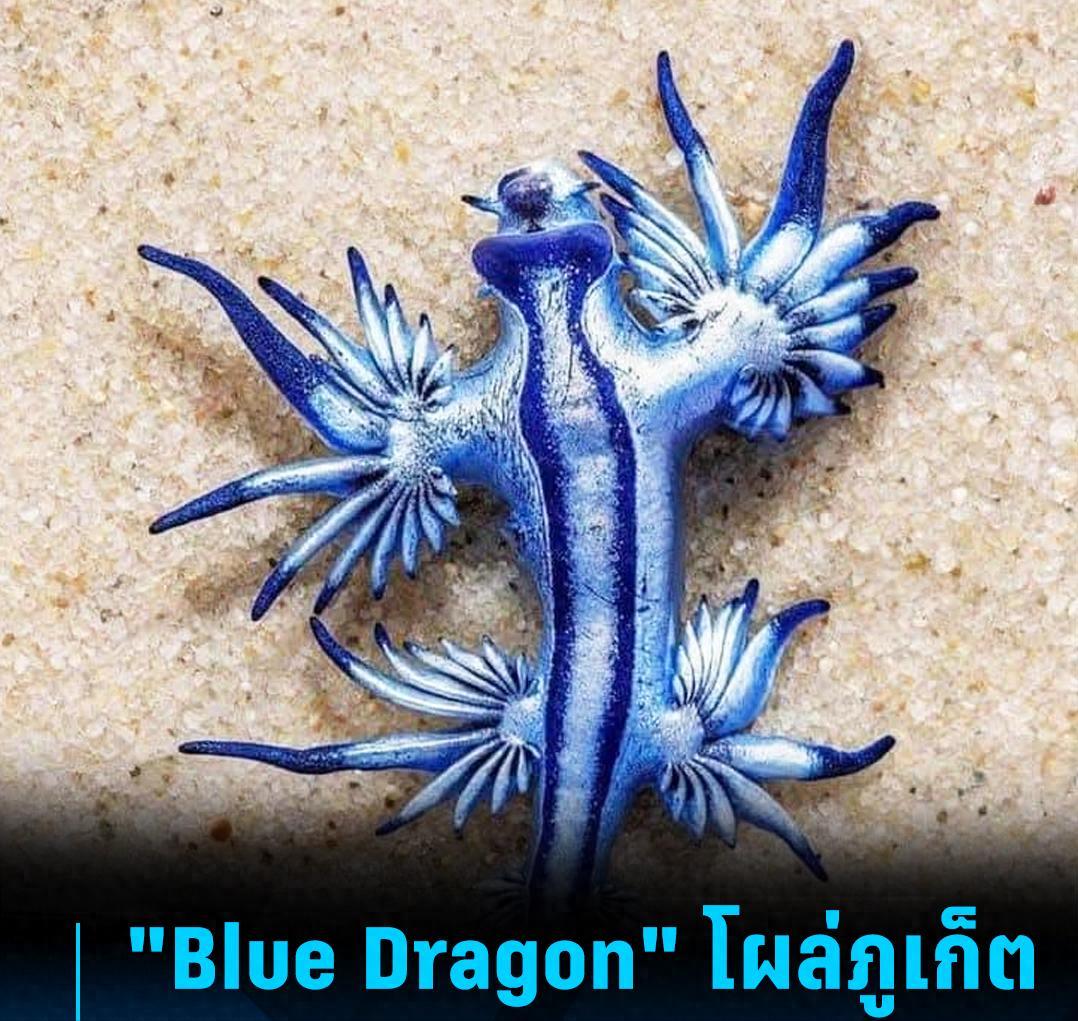 蓝龙是后鳃目海神鳃科海神鳃属软体动物，俗称海燕、蓝龙，是小型蓝色海蛞蝓的一种。以