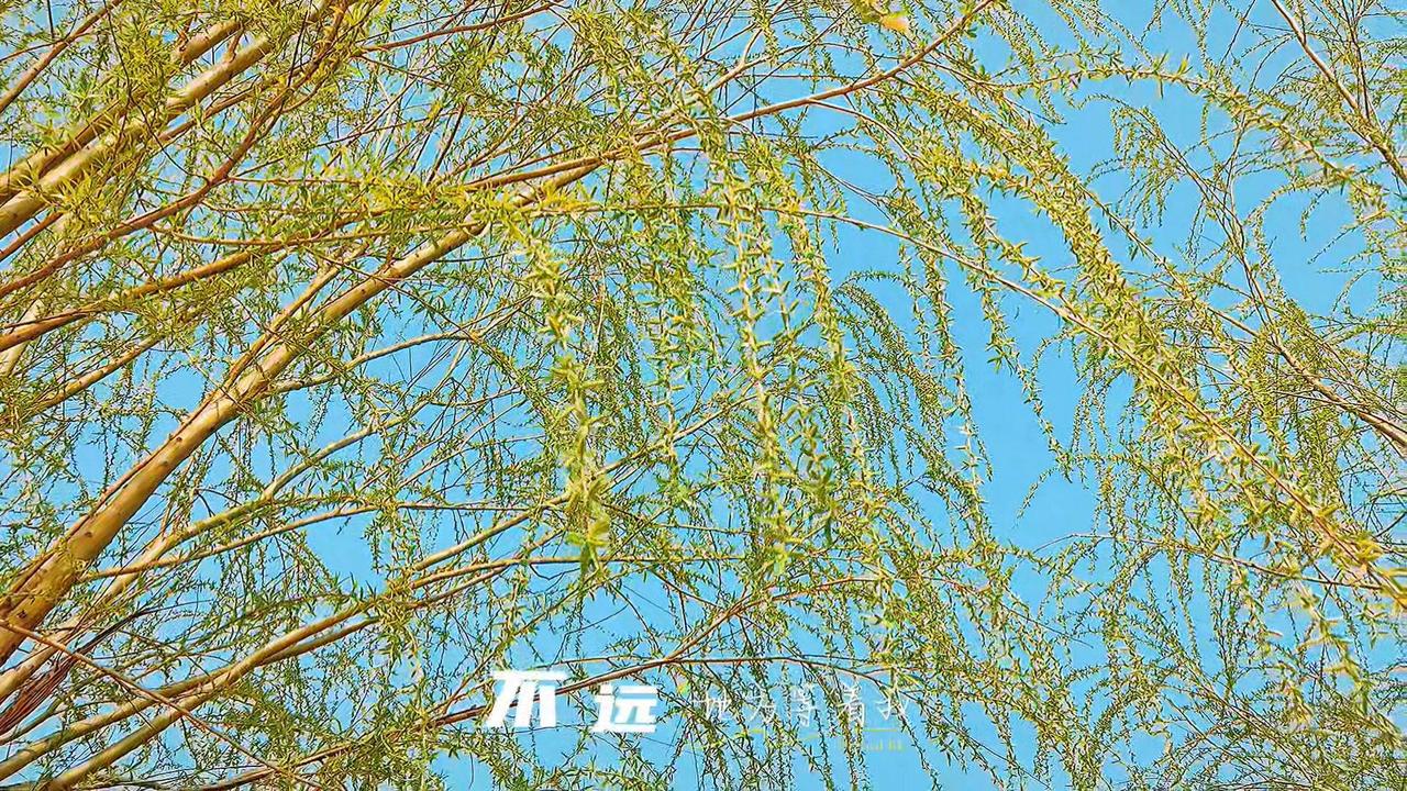 🌱柳树藏着春天的进度条，柳芽萌动、柳叶舒展、柳条摇曳，每一处都是春天的模样～