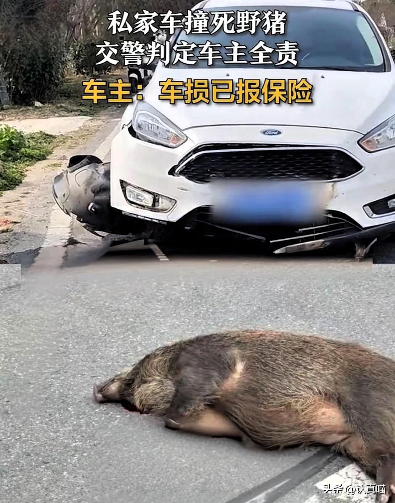这逻辑简直没谁了！
私家车在路上撞死野猪，交警直接判小车全责，一点毛病没有。
总