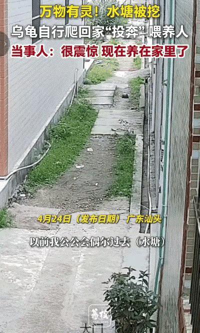 科学都解释不清了。
近日，广东汕头一只野生乌龟从废弃废墟中爬出，它从未踏足过人类
