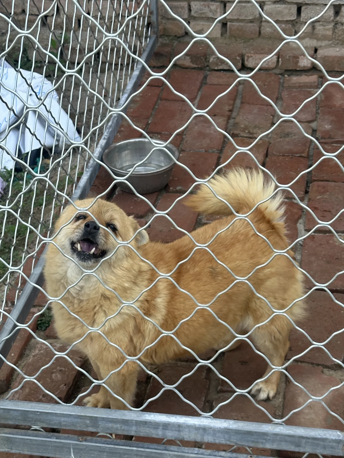 一些来自基地的小狗🐕又是去基地看狗狗们的一天 看到小狗们在阳光下奔跑...