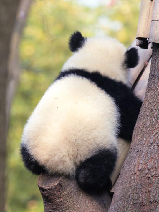 小熊玩偶