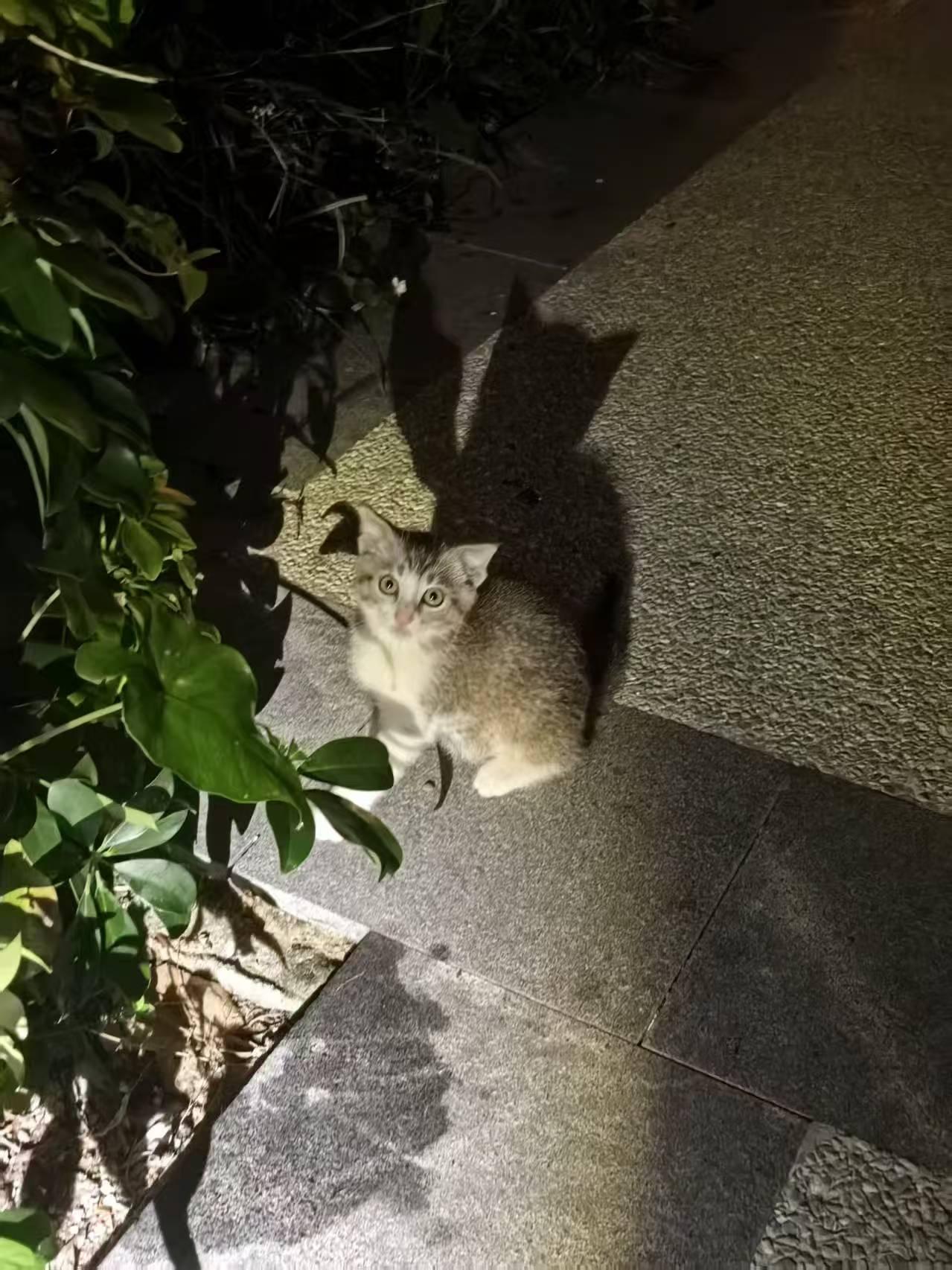 珠海，救助的流浪猫寻找爱心领养

免费领养:串串猫仔，疑似公的，是被遗弃的母猫生