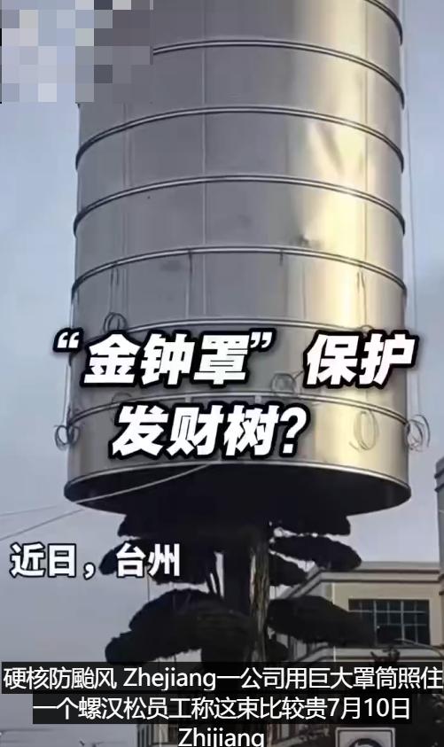 浙江某公司试图用一个巨大的金属圆筒罩来保护一棵名贵的罗汉松免受台风侵袭。
相关照