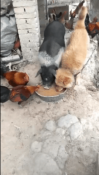 猪朋狗友应该是这么来的吧 