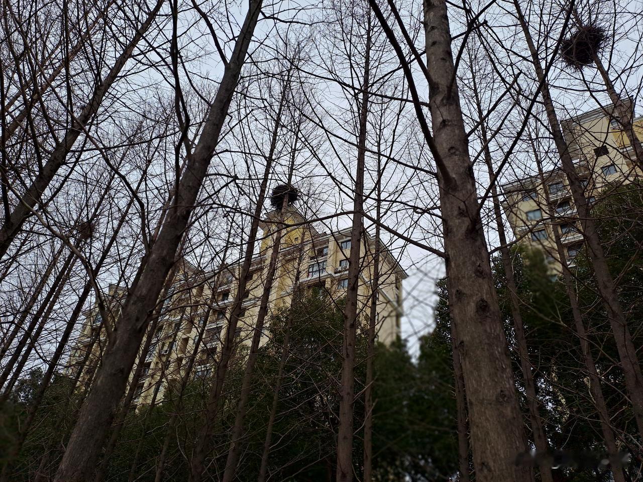 晒图笔记大赛林子里有三个鸟窝
