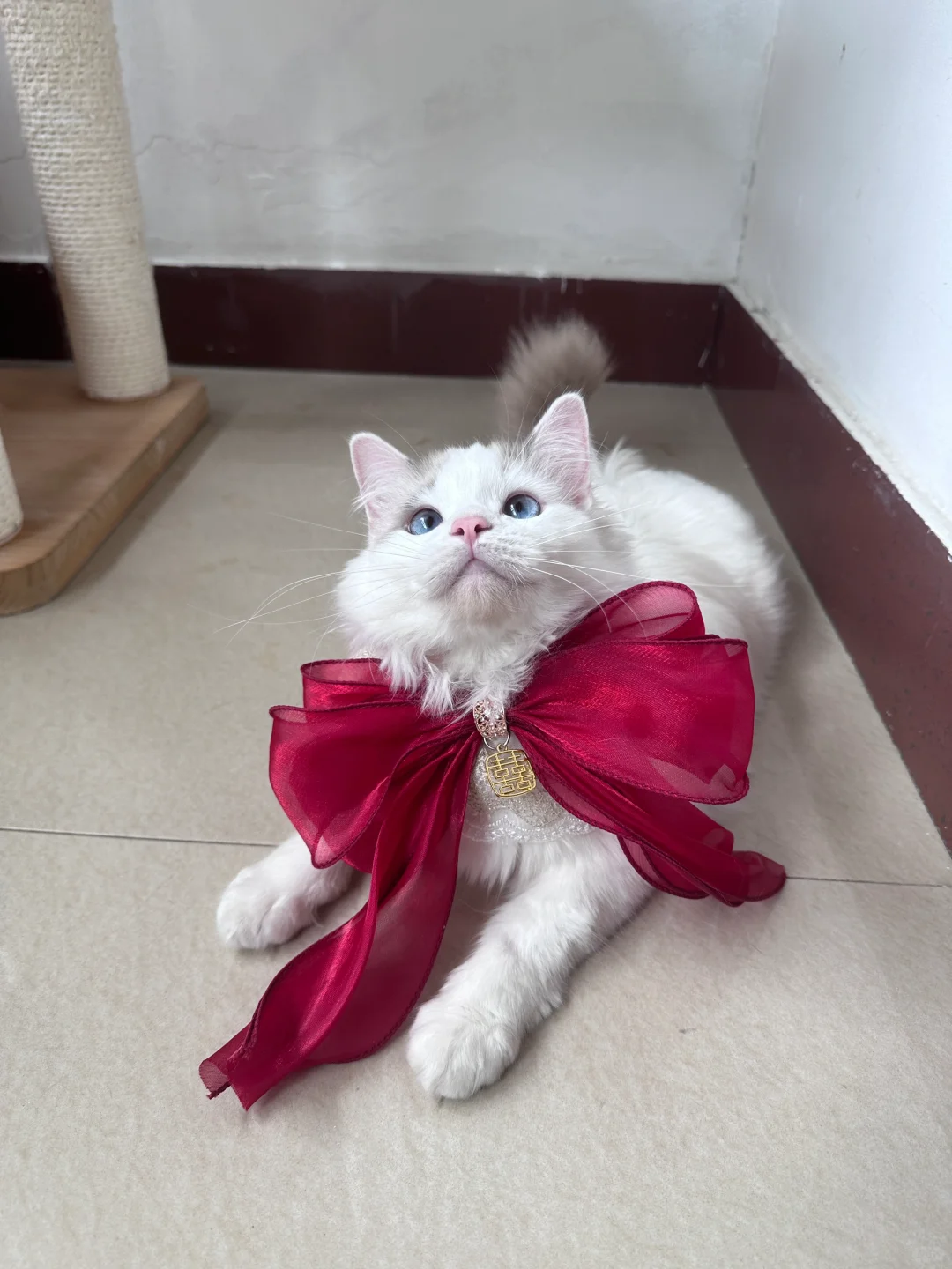 是我的嫁妆小猫！