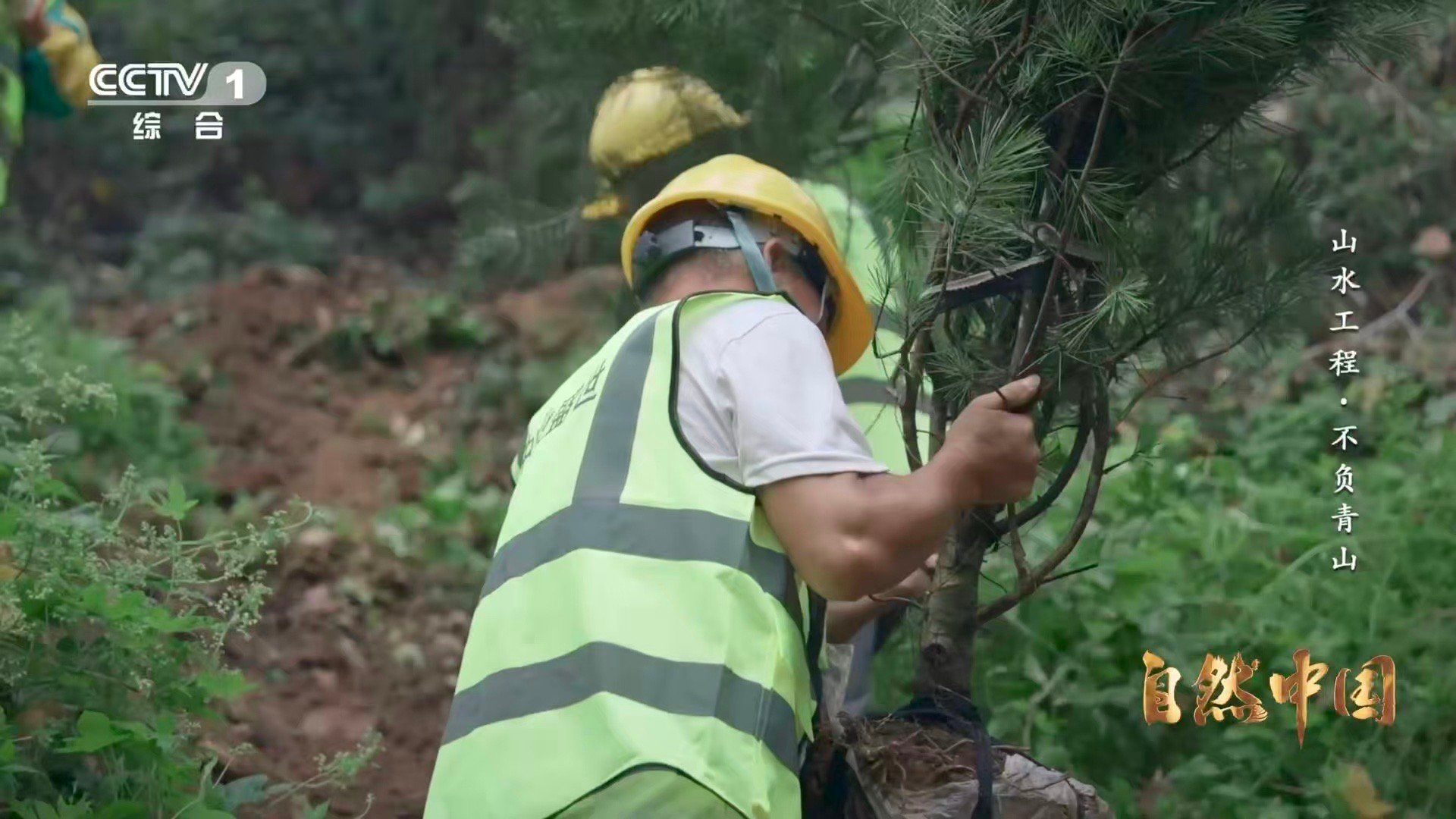 秦岭深处树在天上飞悬崖峭壁上，一场“空投春天”的行动正在进行。无人机精准吊运，滑