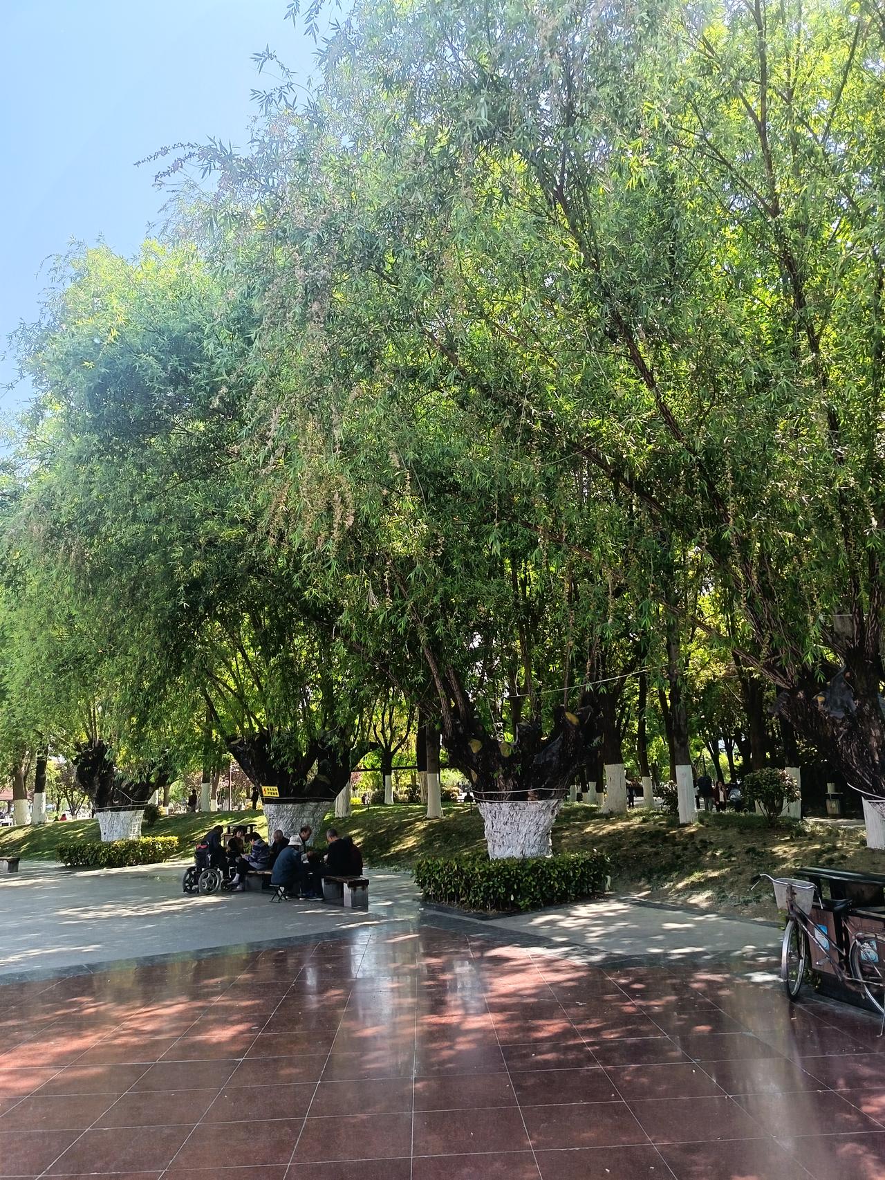 天气变热了

明日立夏节，
柳絮似残雪。
骄阳红似火，
行人树下歇。