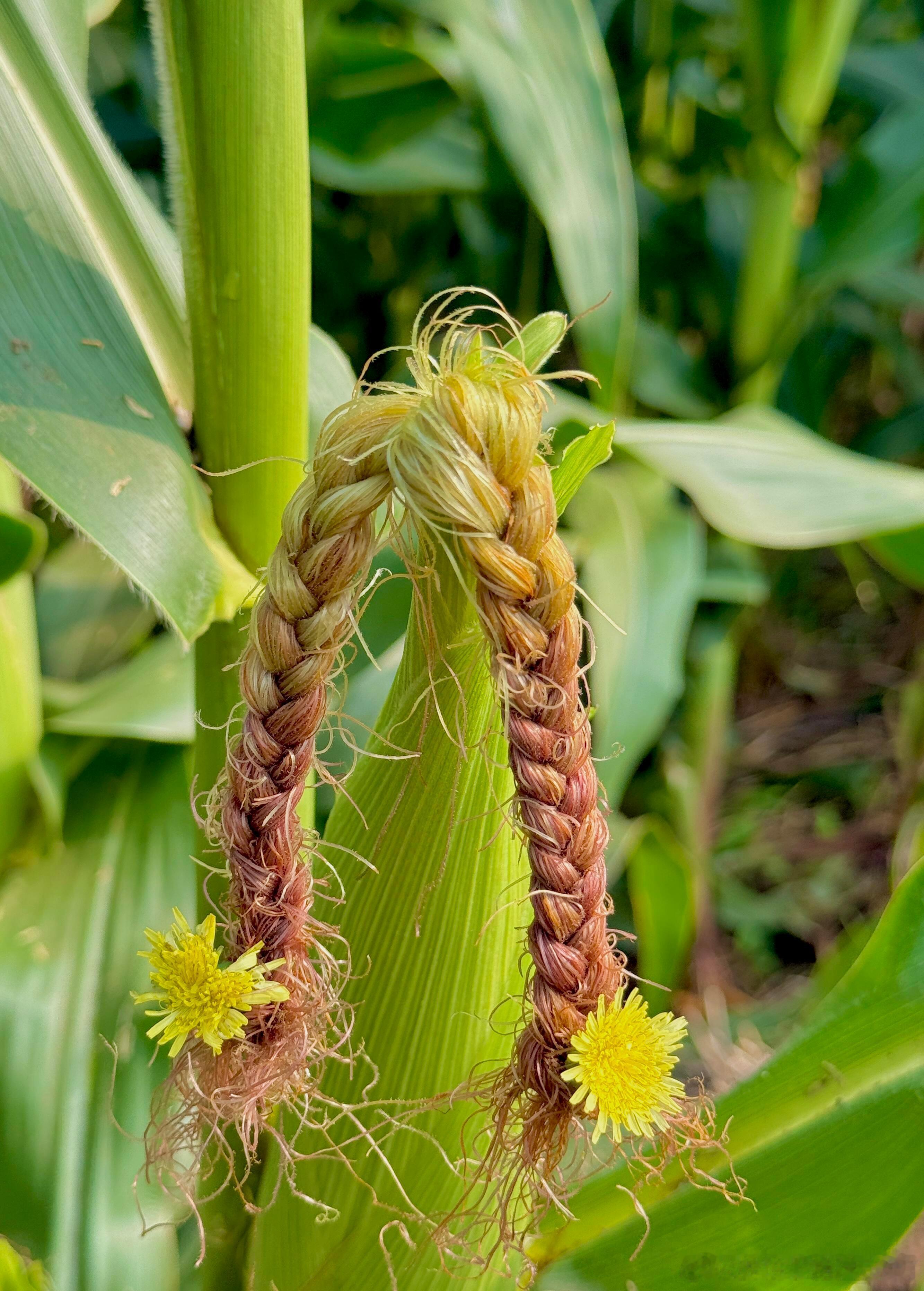 一早去地里给玉米🌽扎头发[哈哈][哈哈] ​​​
