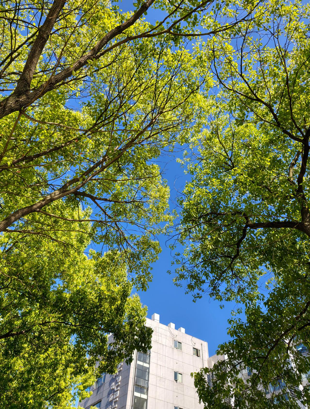 今天上海的空气质量超好，AQI只有36，天空蓝得像开了滤镜。[允悲][允悲][允