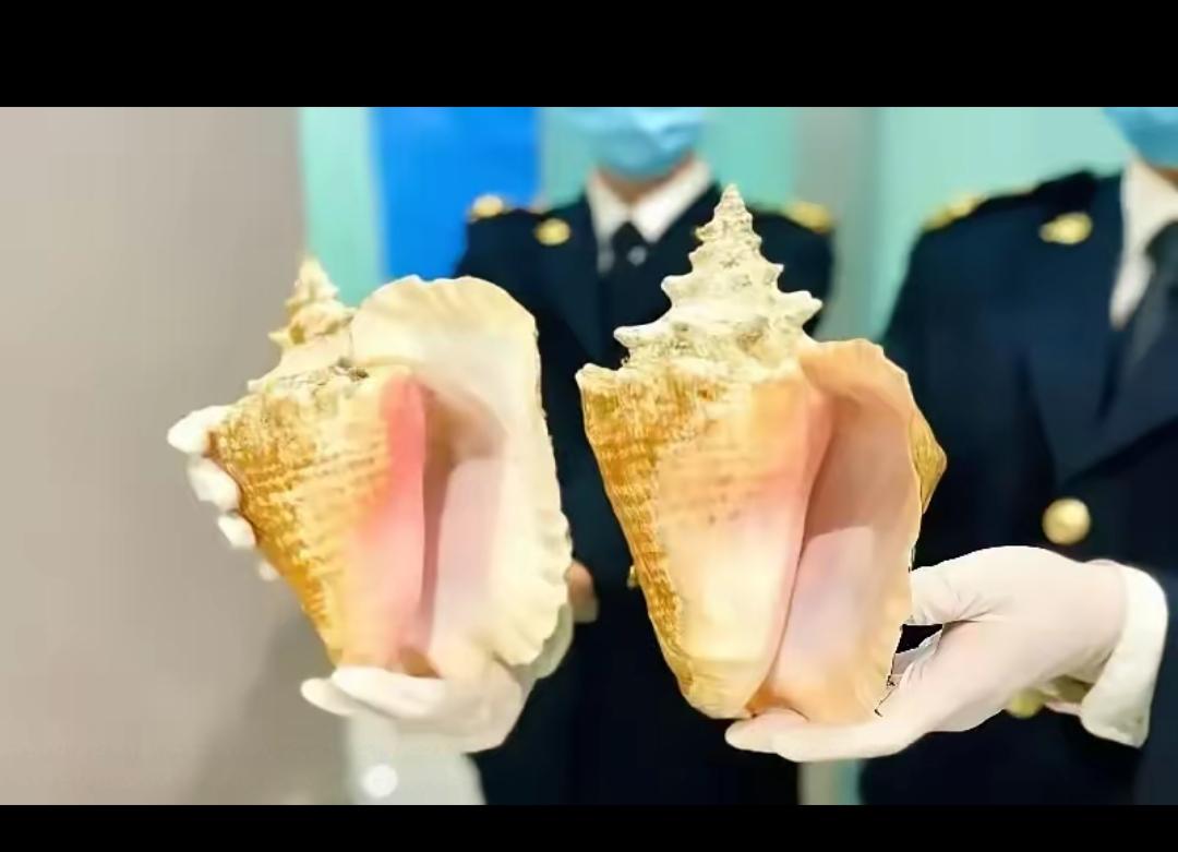 别再把“美丽陷阱”带回家！大连海关查获的3个粉色螺壳，看着颜值高，实则是濒危的女