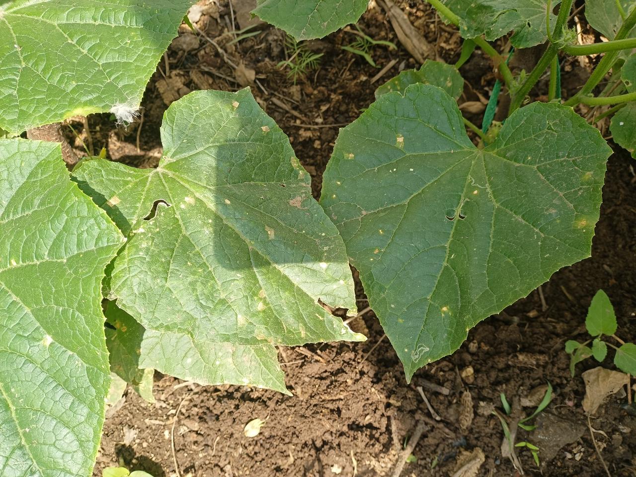 形意拳的十二形，
先学一形，
再把它的变形研究透，
把常用的几下子反复练习，烂熟