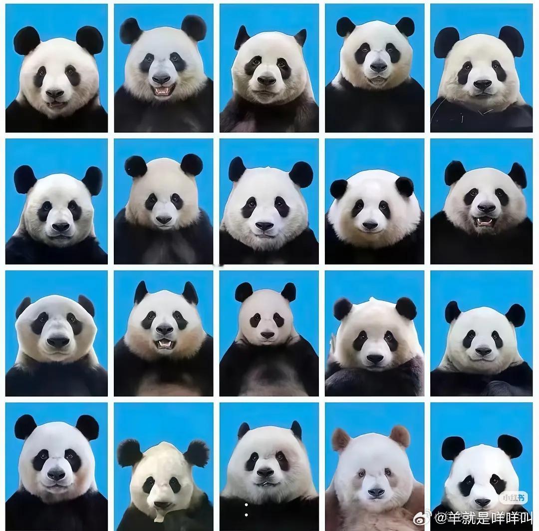 熊猫证件照和奥特曼证件照对你来说哪个更难辨别 