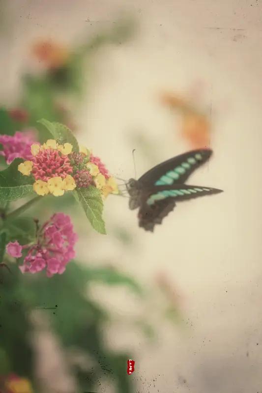 上联：残花无蝶恋，求下联败柳少鸟依