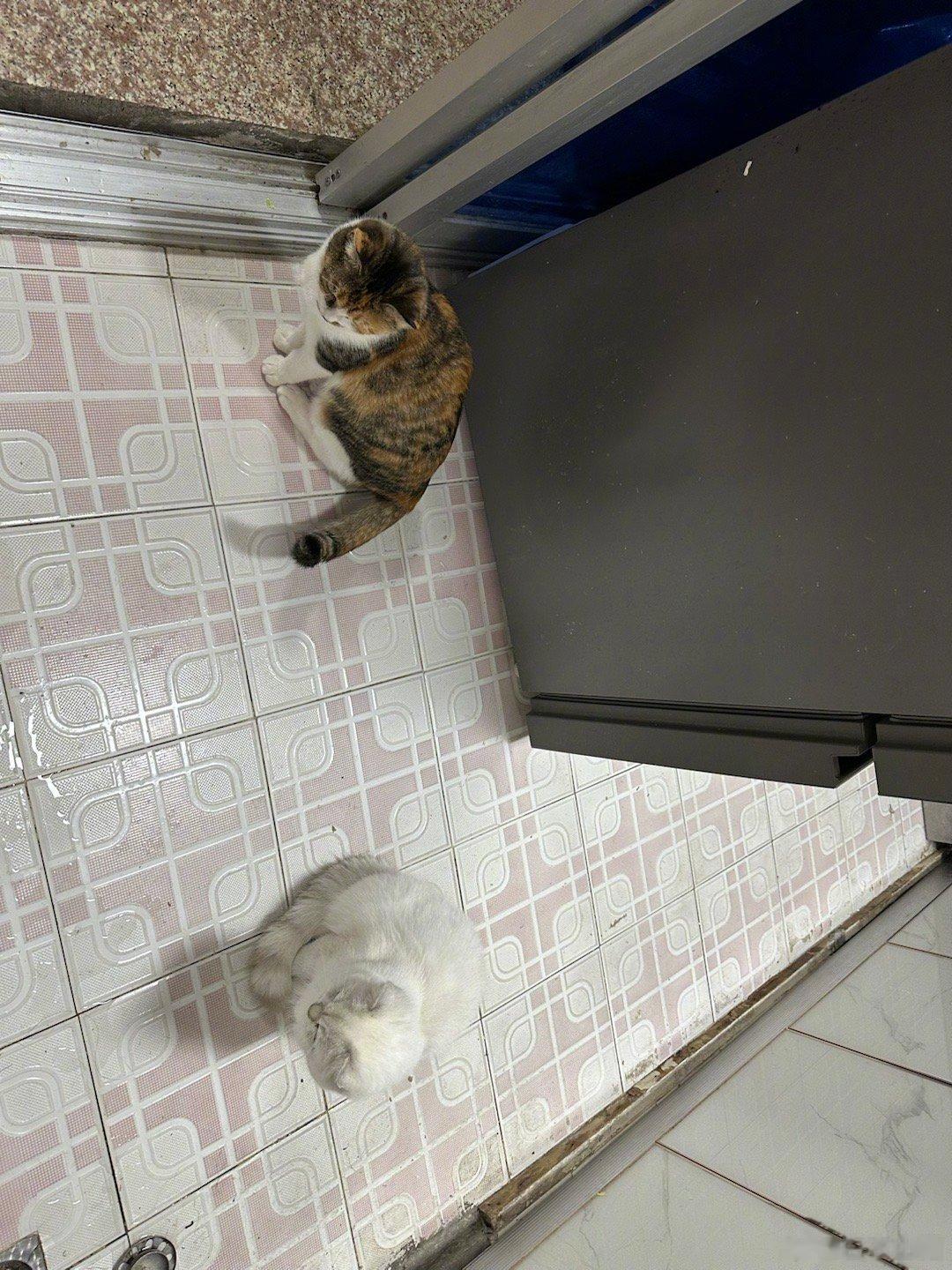 刚刚，我在洗澡的时候，花花和圆圆就蹲在卫生间门口，拼命地抓挠门，还撕心裂肺的叫！