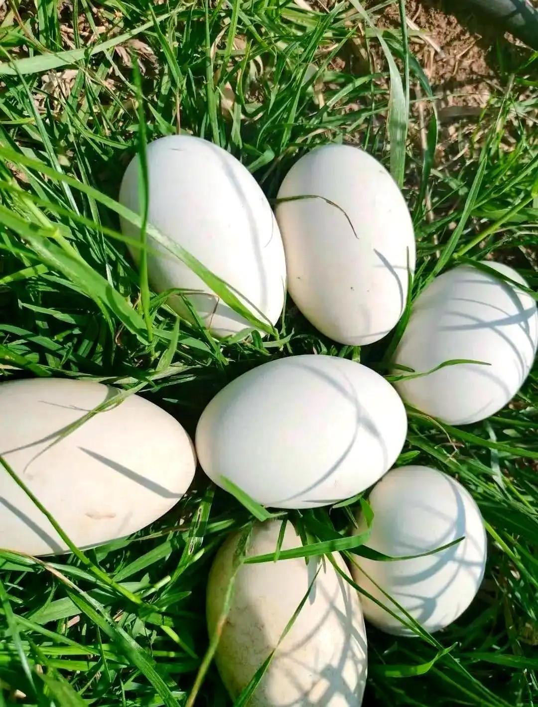 鹅蛋也可以直接水煮来吃吗？

第一次听说鹅蛋的这种吃法。血透室里，一名病人的陪护