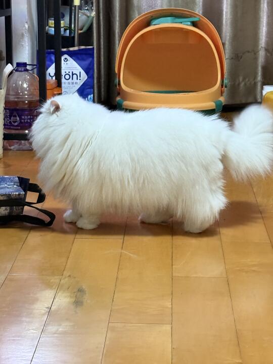 一辆猫车，滴滴！
