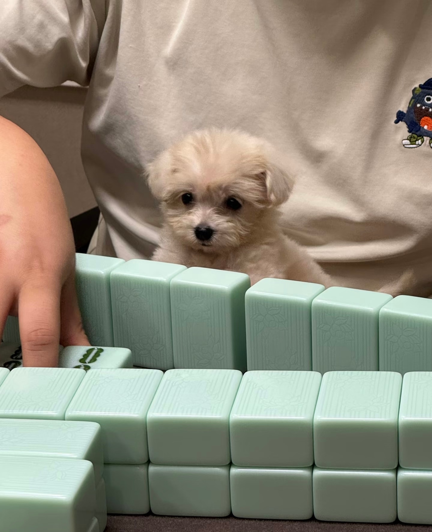 小狗：爸爸，我们好像糊了 ​​​