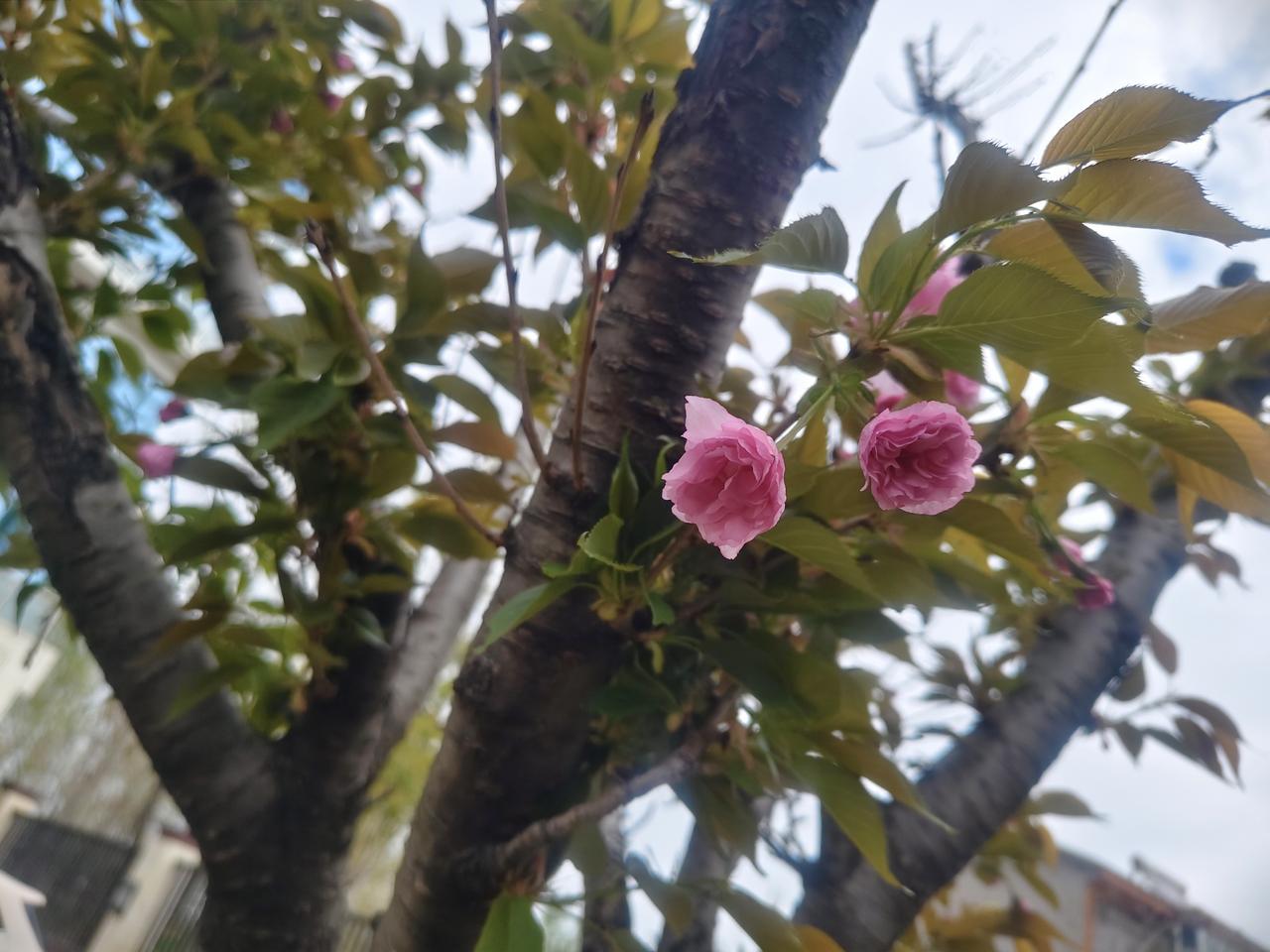 我翻出了之前拍的一张樱花照片。照片里，满树的樱花肆意绽放，粉粉嫩嫩的，像天边的云