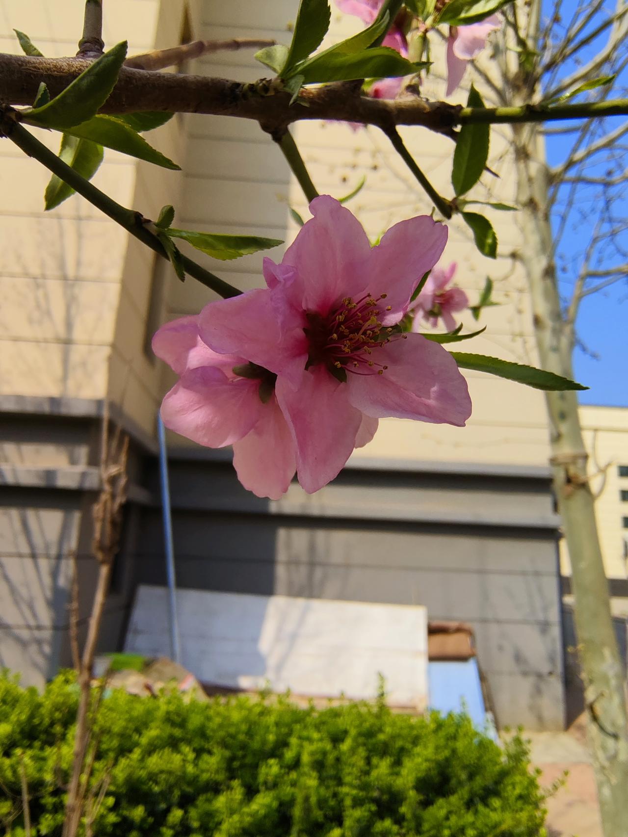 最近在看电视剧，《冬去春来》里面的每一位年轻人为了理想而奋斗的样子，非常具有感染