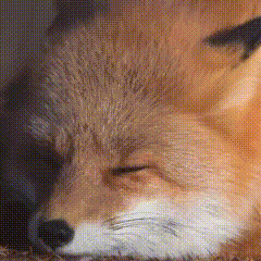 贝尔摩德积累。 