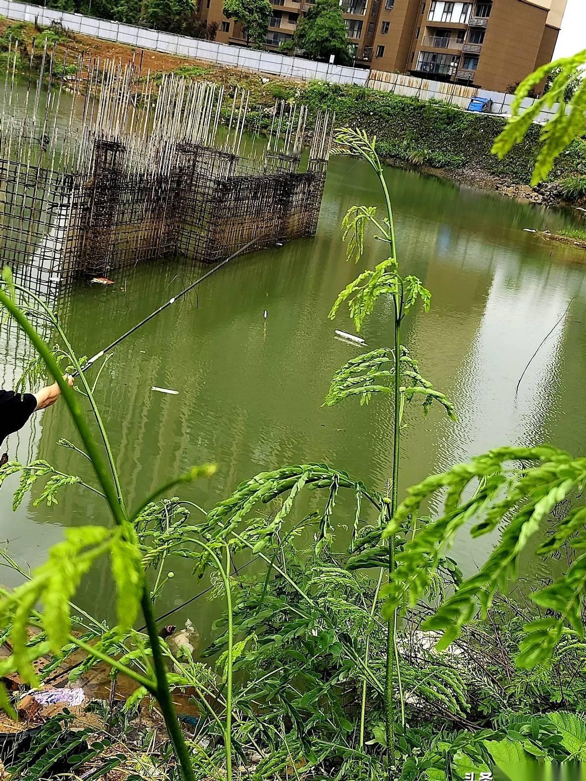 我就缩在这个不到三平米的烂棚子里，鼻子里全是那股令人作呕的化肥臭味。
外面是大雨