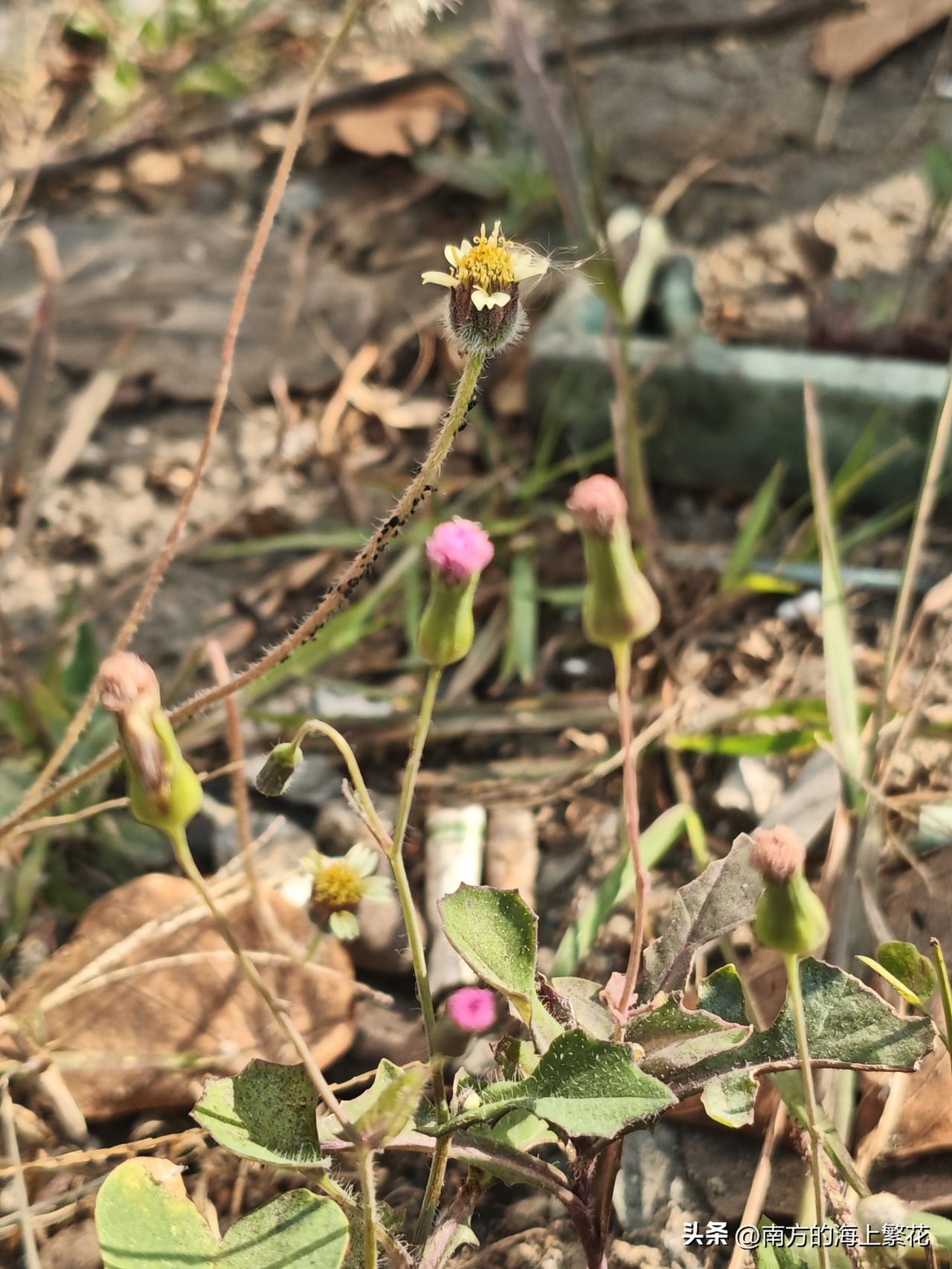 晚餐不吃真的好吗？
现在的人都提倡养生。
都说少油，少盐，多吃蔬菜，可是现在外面