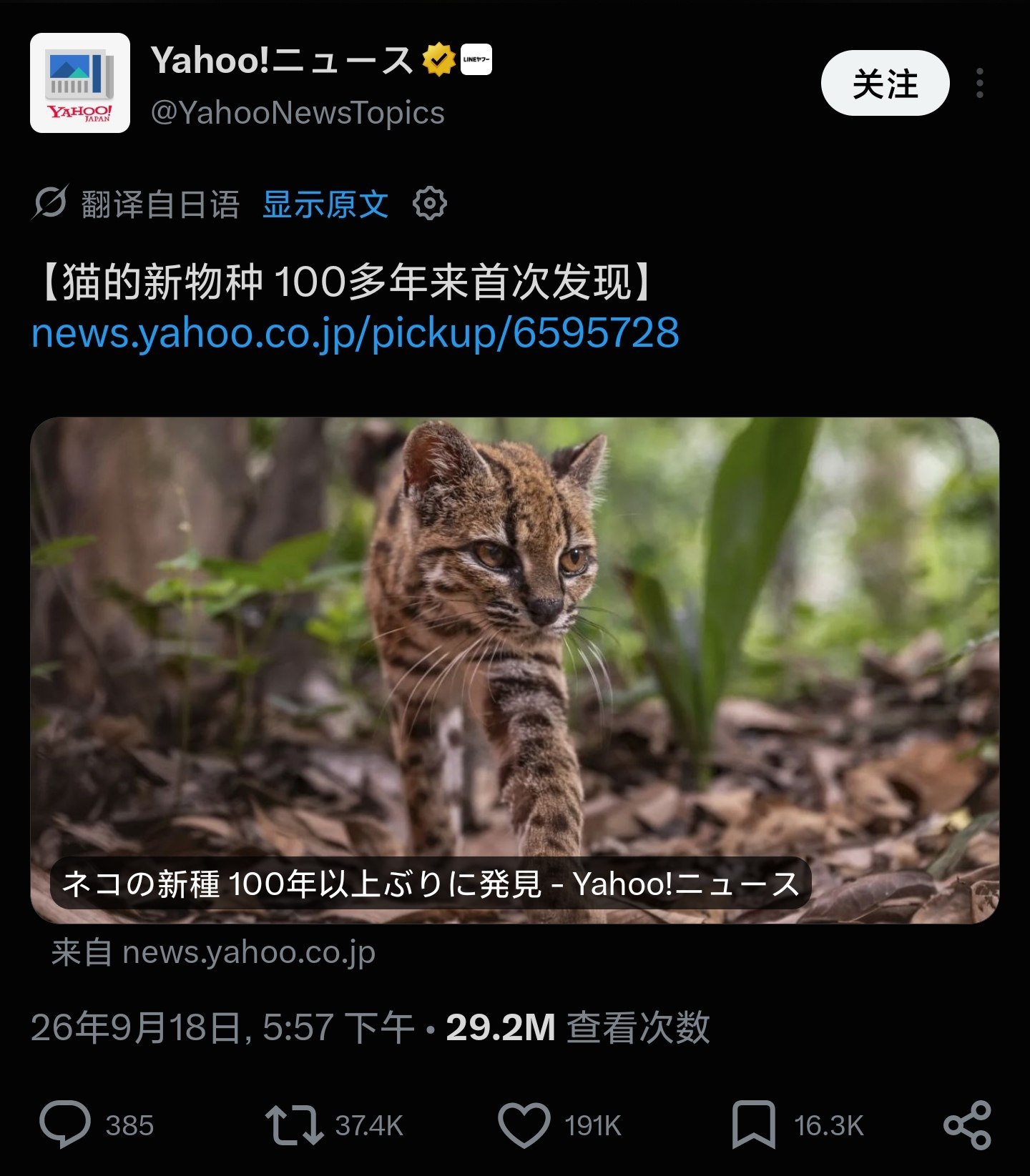地球online 更新！ 添加更新了新的小猫新增生物单位[蒂尔卡约」(学名:Le