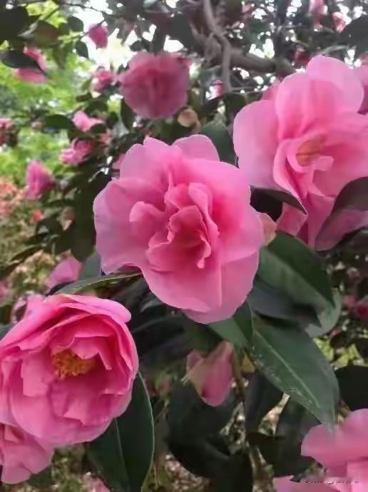 


这两种维生素，对孩子成长很重要！科学补充方法请收藏→